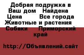 Добрая подружка,в Ваш дом!!!Найдена › Цена ­ 10 - Все города Животные и растения » Собаки   . Приморский край